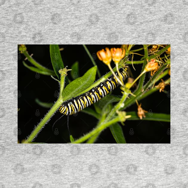 Monarch Caterpillar 3 by Robert Alsop
